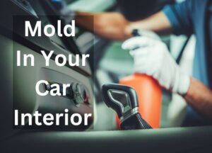Mold in your car Interior