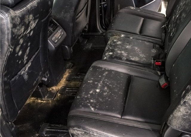 Mold in your car Interior