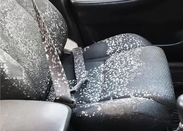 Mold in your car Interior