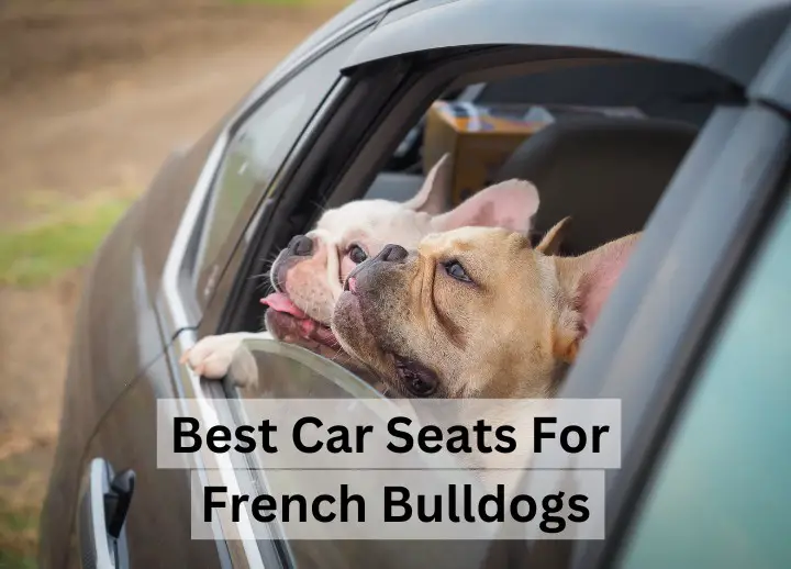 Best Car Seats for French Bulldogs
