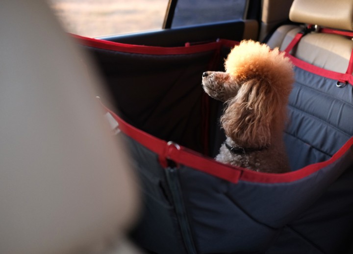 car seats for French bulldogs